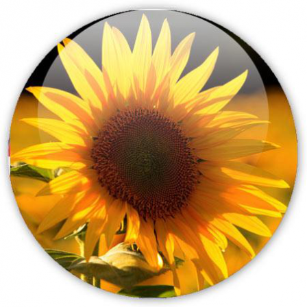 badge le tournesol