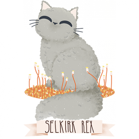 Stickers Chats de Race - Selkirk Rex