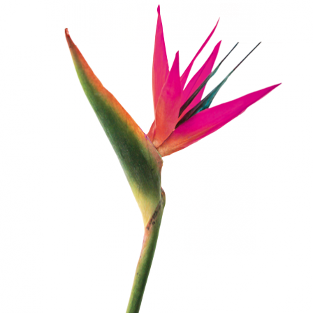 Stickers Fleurs Géantes | Plante Paradise